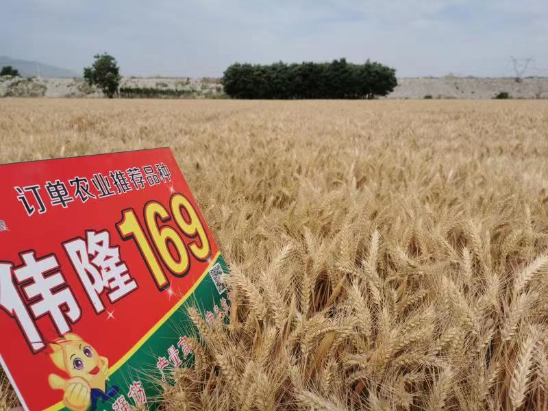重磅！集團兩項產品入選農業(yè)農村部2023年農業(yè)主導品種